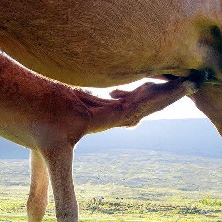Verðlaunað verður fyrir þrjú efstu sæti í hvorum flokki en jafnframt verður afhentur bikar fyrir glæsilegasta folald sýningarinnar. Mynd: PF.