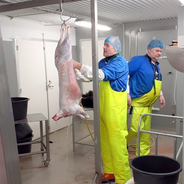 Guðjón Karlsson og Jón Sigurjónsson gera að einum lambaskrokknum í fyrstu löglegu heimaslátrun örsláturhúsa. Mynd: Ragnheiður Lára Brynjólfsdóttir.