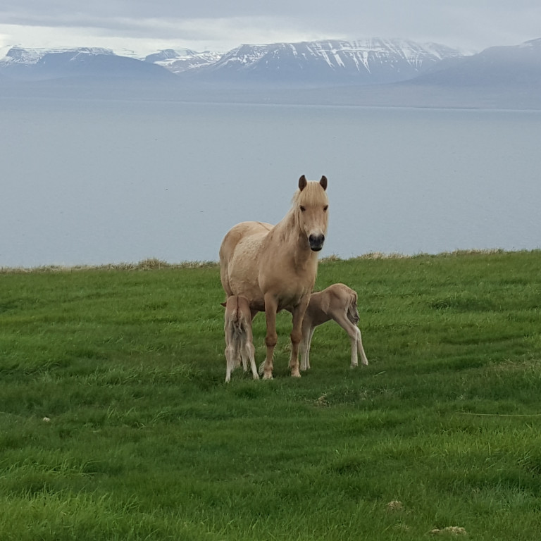 Afar sjaldgæft er að hryssur kasti tveimur folöldum í einu. Það gerði Glódís á Meyjarlandi samt í síðustu viku og allir við hestaheilsu. Mynd: Sigfríður Halldórsdóttir.