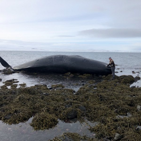 Hvalreki í fjörunni á Bessastöðum í Húnaþingi vestra. Mynd: Guðný Helga Björnsdóttir.