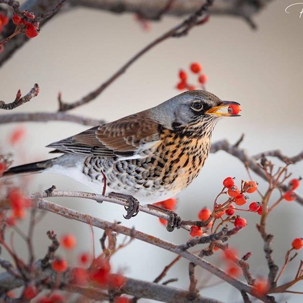 Gráþröstur. MYND: RÓBERT DANÍEL JÓNSSON