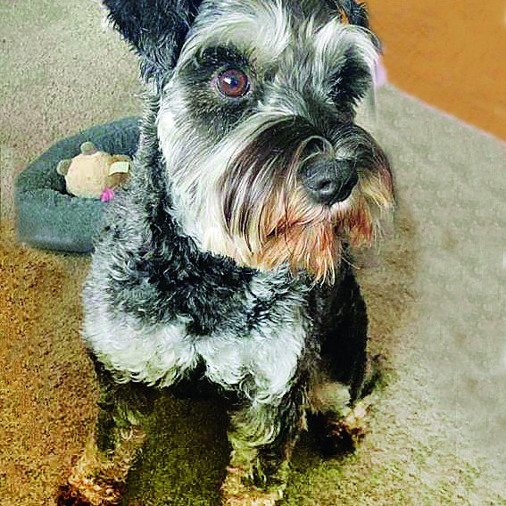 Freyja sæta. Myndir aðsendar.