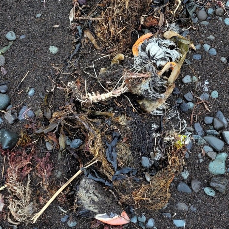 Fjölskylda á Sauðárkróki velti fyrir sér hvort fuglaflensa hafi orðið lundum að fjörtjóni sem hún gekk fram á í göngutúr í fjörunni við Sauðárkrók á dögunum. Á um 500 metra kafla sáust a.m.k. sjö hræ. Myndir: Lára Halla Sigurðardóttir.