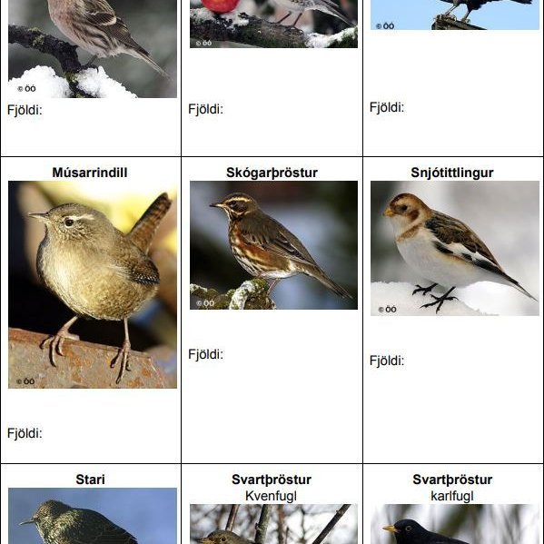 Fuglavernd hefur útbúið hjálparblað með myndum sem hægt að nálgast á fuglavernd.is