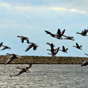 Gæsir. Mynd: wikipedia.org