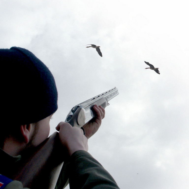 Upplýsingar um veiðitímabil og friðunartíma fuglamá nálgast á vef Umhverfisstofnunar. Mynd: ust.is