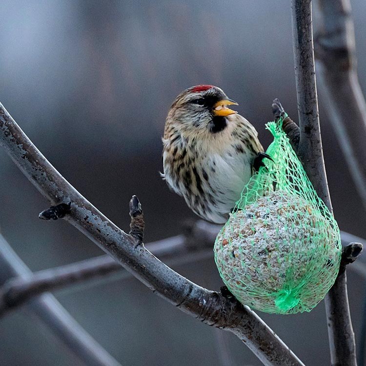 Garðfugl í heimsókn hjá Sigurði Inga. MYND: SIGURÐUR INGI