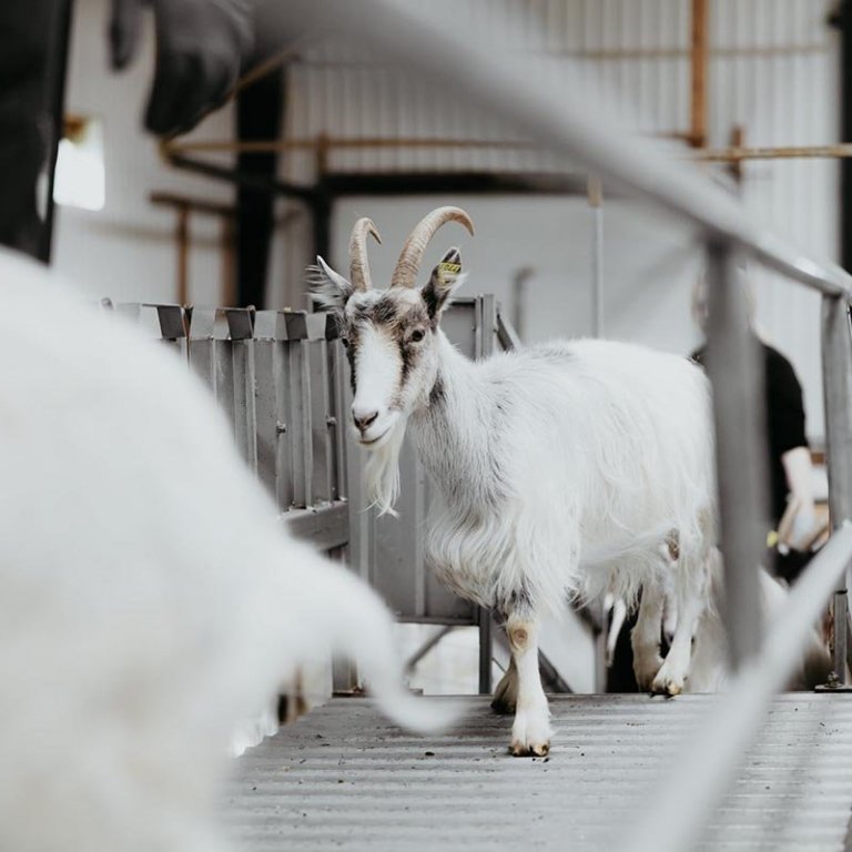 Verkefni tengd vöruþróun og markaðssetningu á geita- og sauðamjólk fékk styrk. MYND AF FB-SÍÐU BRÚNASTAÐA