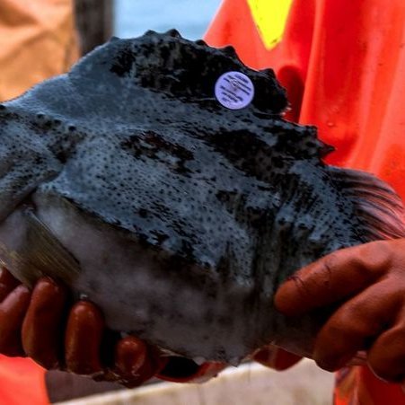 Merkt grásleppa. Mynd: hafogvatn.is