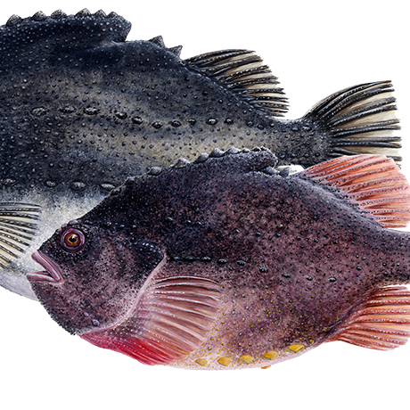 Hér er mynd af bæði grásleppu, þessi stærri, og rauðmaga. Mynd tekin af heimasíðunni fiskibokin.is.