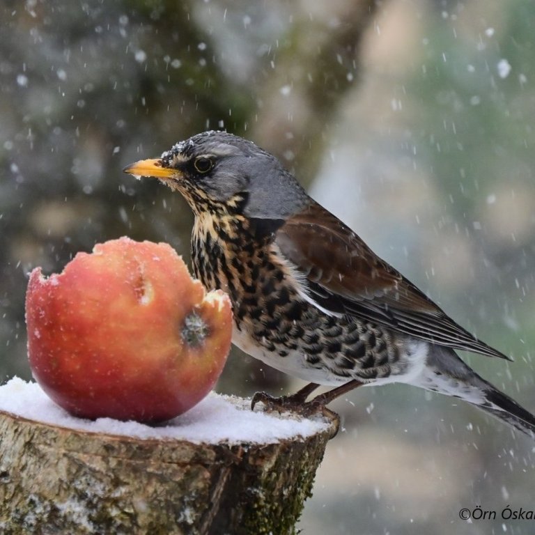 Mynd af gráþresti tekin af Erni Óskarssyni.