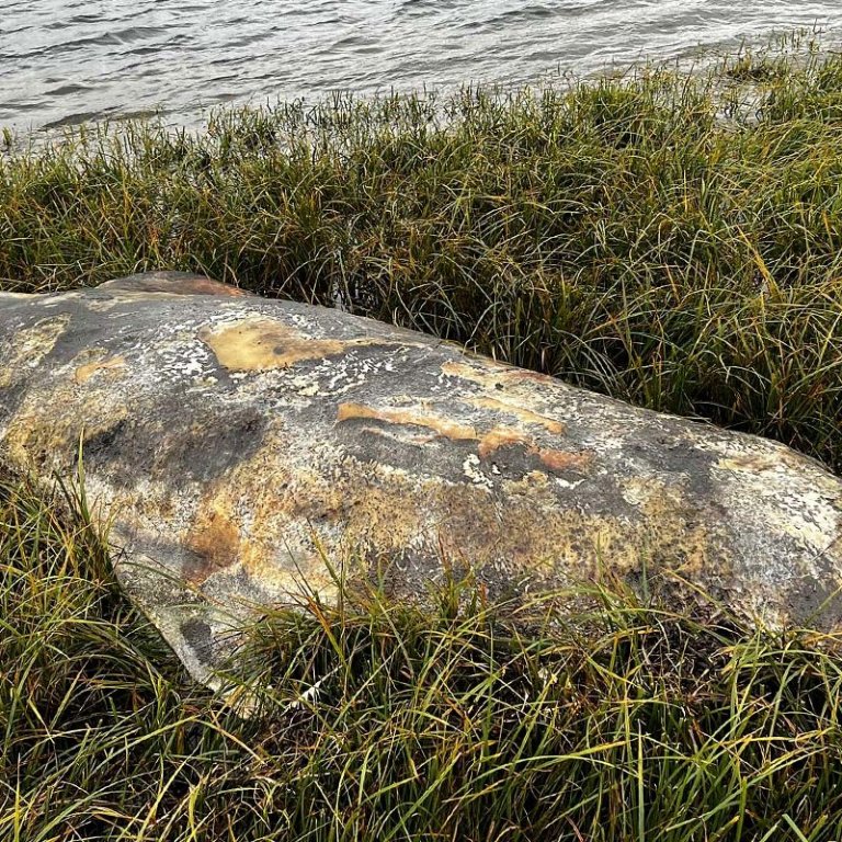 Grindhvalurinn fannst á óvanalegum stað. Fleiri myndir má sjá hér neðar en myndirnar voru teknar síðastliðinn föstudag. MYNDIR: RAGNA BJÖRG GUÐMUNDSDÓTTIR