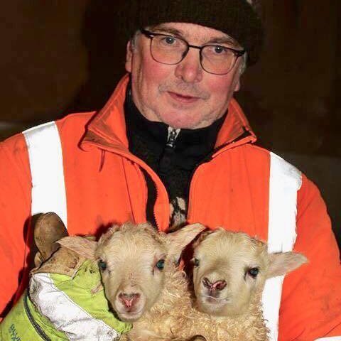 Guðmundur Jósson, bóndi á Óslandi, með tvö nýfædd þorralömb. Mynd: Hrafnhildur B. Jónsdóttir.