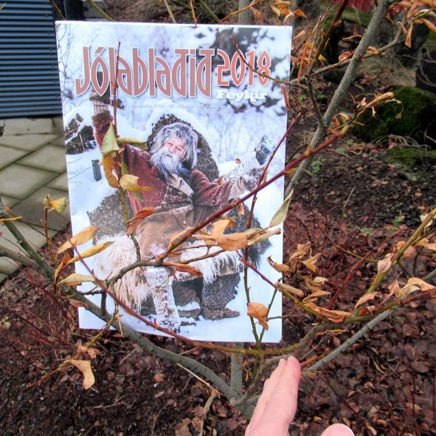 Jólablað Feykis 2018 umvafið greinum af Fögruhlíðar gulvíði. Plantan hefur vaxið í heimagarði í Kópavogi í þrjú ár og er um einn og hálfur metri á hæð.