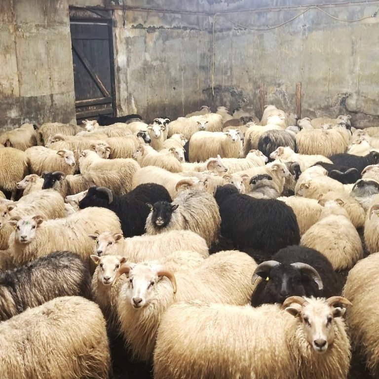 Það fer vel um kindurnar í hlöðunni á Hæli. Mynd: Jón Kristófer.