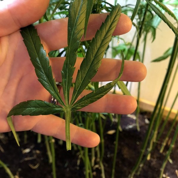 Hampur. Aðsendar myndir.