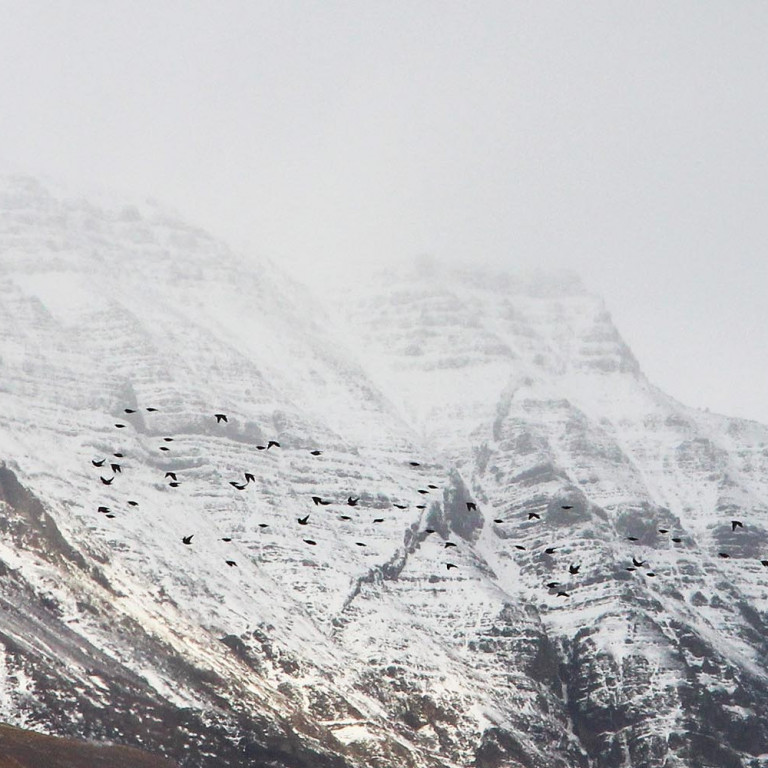 Haustið er komið og fuglar undirbúa sig fyrir veturinn. Hér eru nokkrir fiðurléttir á ferð með Tindastólinn kuldalegan í baksýn. MYND: ÓAB