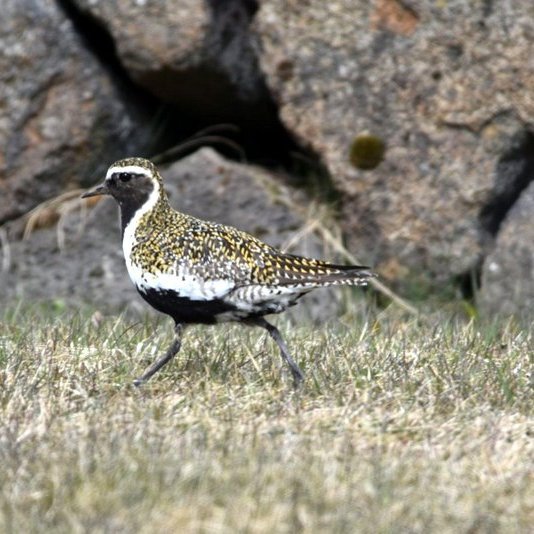 Heiðlóa. Myndir EÓÞ.