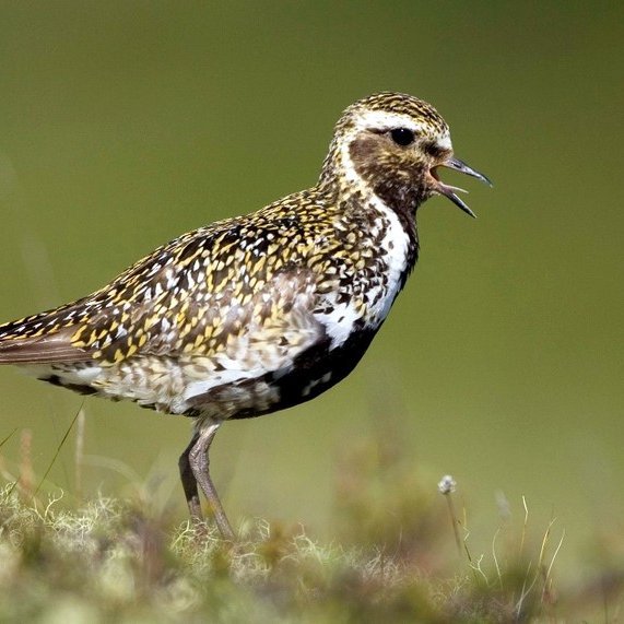 Það var heiðlóan sem sigraði í keppninni um fugl ársins hjá Fuglavernd en kosning fór fram á netinu. Mynd: Jakob Sigurðsson.
