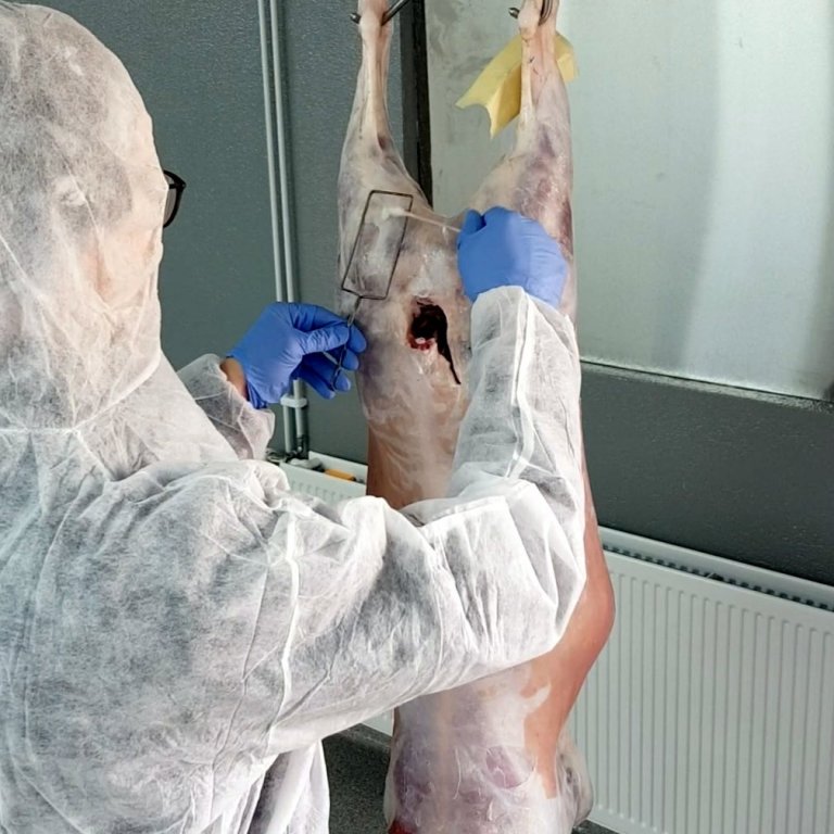 Slátrunin fór fram undir eftirliti starfsmanna Matís sem gerðu margs konar rannsóknir á afurðunum. Glæpurinn felst hins vegar í því að ólöglegt er að flytja afurðir út af lögbýli og selja. Mynd: Matís.