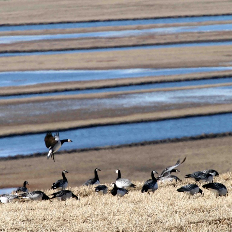 Gæsatalning í Skagafirði gekk vel