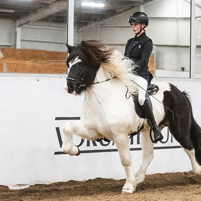 Lokamót Meistaradeildar KS er annað kvöld. Hér eru Þórgunnur Þórarinsdóttir og Náttfari frá Varmalæk að keppa í V1. MYND AF SÍÐU MEISTARADEILDAR KS
