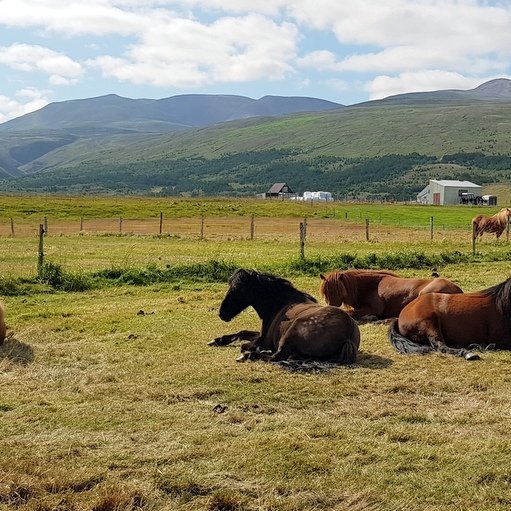 Mynd: Það eru bæði menn og skepnur sem hafa notið veðurblíðunnar í sumar. PF.
