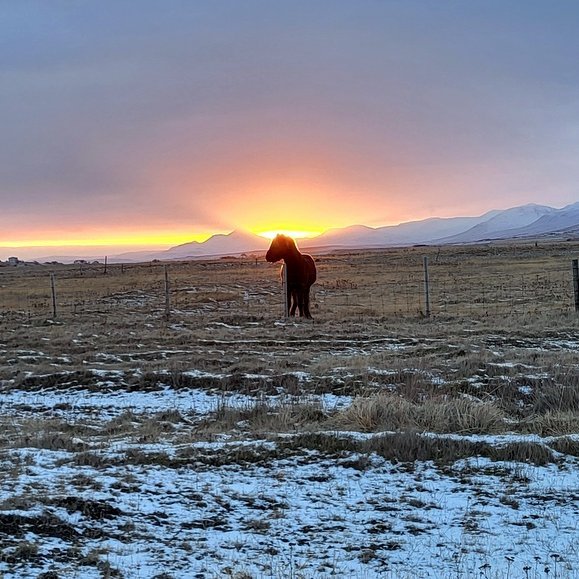 Hestur í vetrarsól. Mynd: PF.