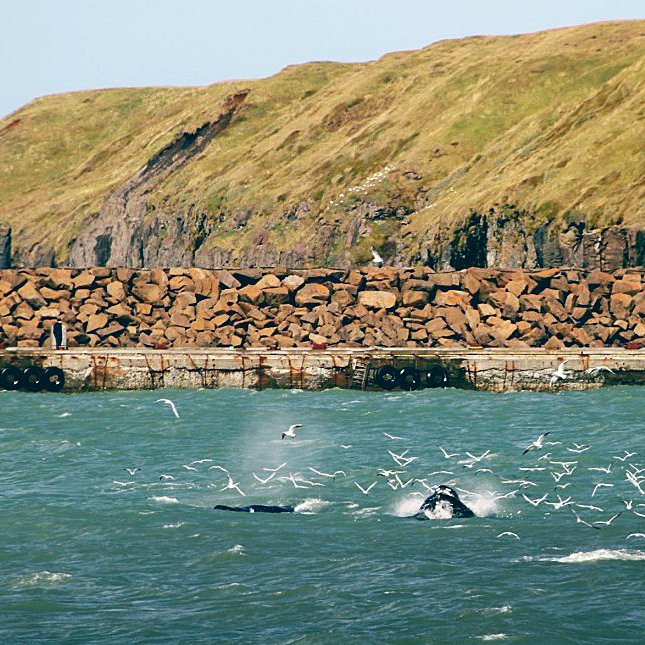 Fiskinn minn - nammi nammi namm... Myndin væntanlega tekin um síðustu helgi þegar veður var skaplegra, MYND: AUÐUNN BLÖNDAL