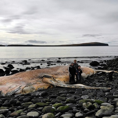 Systkinin á Tjörnum; Ingiberg Daði, Ásgrímur Þór og Sigrún Anna við hlið hvalsins. Mynd: Ásgrímur Þór Kjartansson.