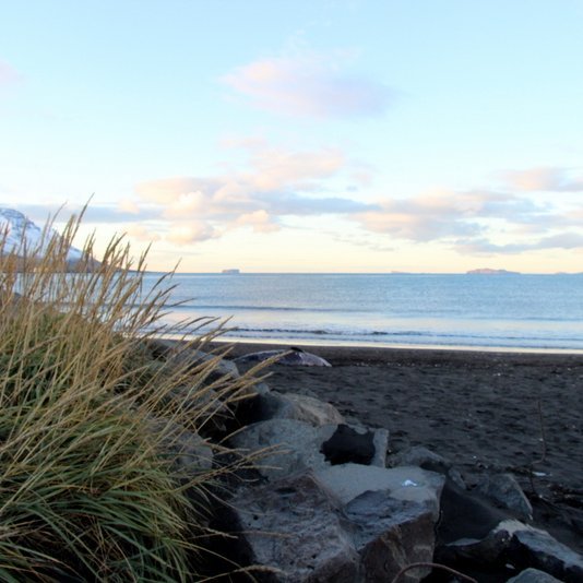 Hræið af hvalnum liggur við fjölfarna gönguleið í fjörunni við Sauðárkrók. Mynd: PF.