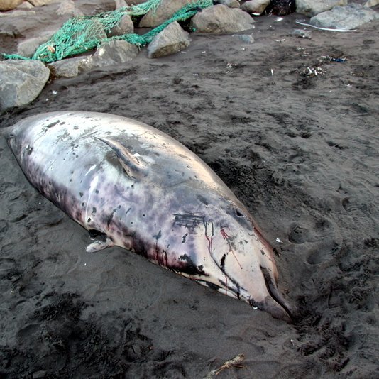 Andarnefjan liggur í fjörunni steinsnar frá Fornós á Sauðárkróki. Mynd: PF