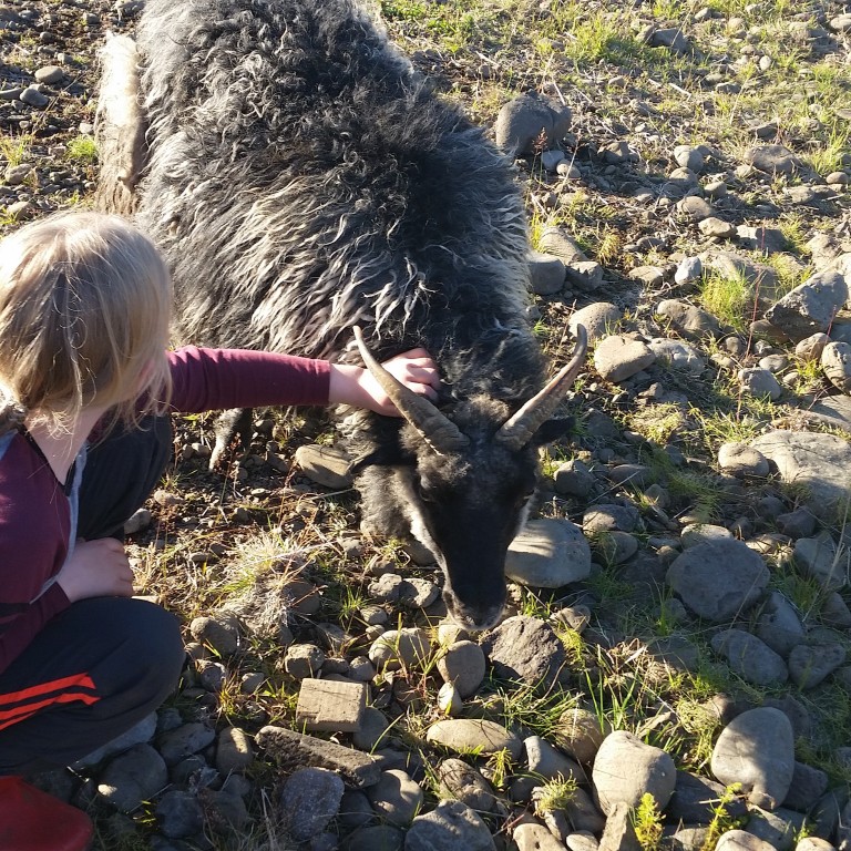 Úr Holtsrétt í Fljótum. Mynd: KSE