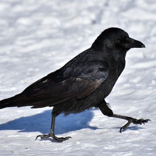 Mynd tekin af vísindavefnum.