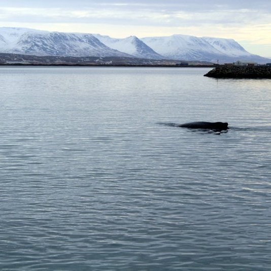 Morgunstund gefur gull í mund, sagði þessi fallega hrefna og synti svo burt. Mynd af Facebook Skagafjarðarhafna.