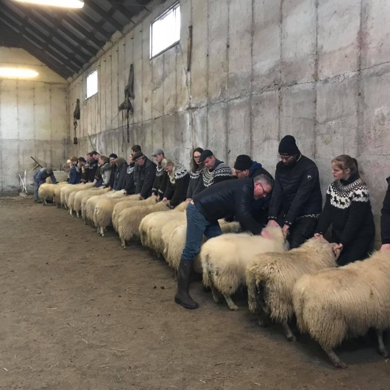 Hrútasýning. MYND AÐSEND