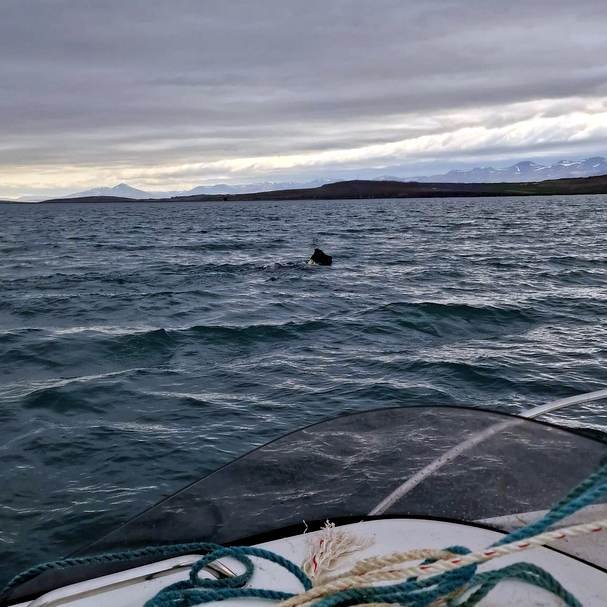 Hryssan á leið í land. Myndir Jón Sugurjónsson.