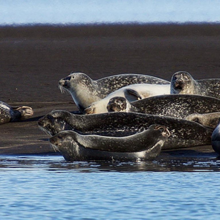MYND AF HEIMASÍÐU HÚNAÞINGS VESTRA