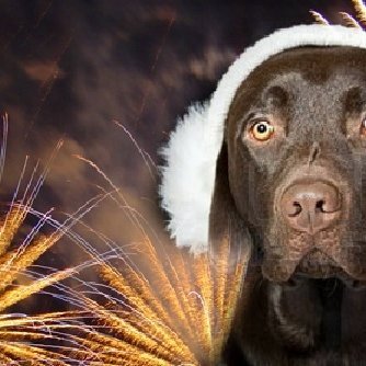 Dýraeigendur, sérstaklega þeir sem eiga hunda, ketti og hesta, kannast vel við þann óróa og angist sem dýr þeirra ganga í gegnum á þessum tíma vegna látanna sem fylgja flugeldaskotum.