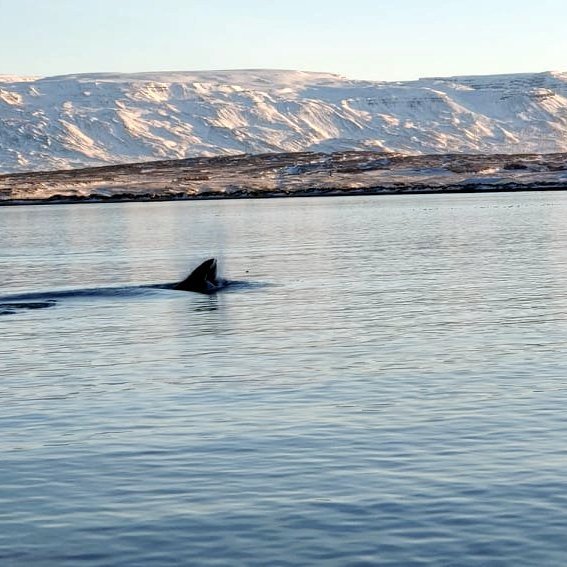 Mynd tekin þann 12. janúar af hval í miklum ham rétt utan smábátahafnarinnar á Króknum. Mynd: Atli Freyr Kolbeinsson.
