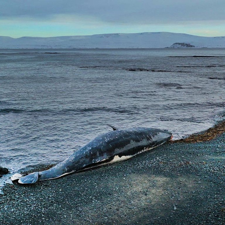 Hvalreki í Guðlaugsvík. MYND: HÖSKULDUR B. ERLINGSSON