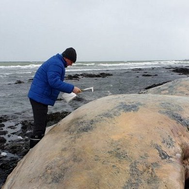 Sýni tekin úr búrhvalnum. Mynd: nnv.is.
