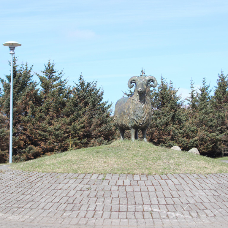 Þessi myndarlegi hrútur er í fallegum garði við Heilbrigðisstofnun Vesturlands á Hvammstanga. Mynd: KSE