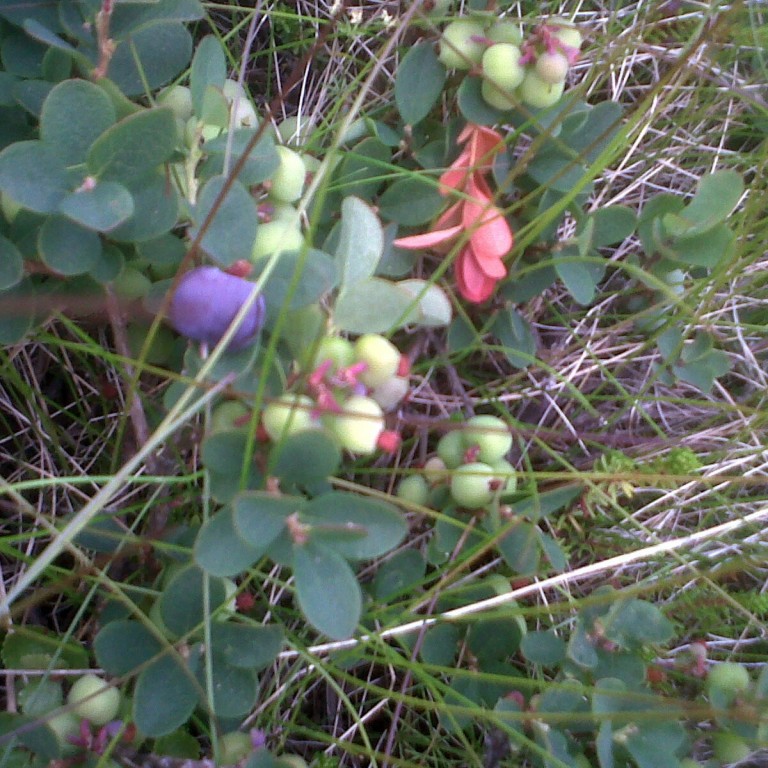 Könguló, könguló vísaðu mér í berjamó