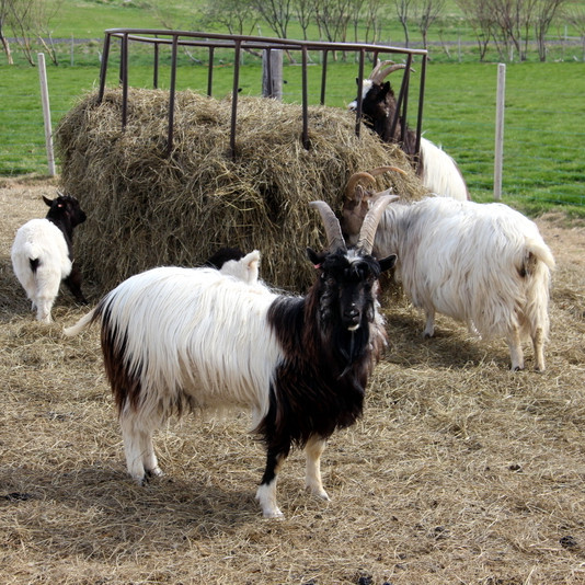 Geitur á Stórhóli. Myndr FE