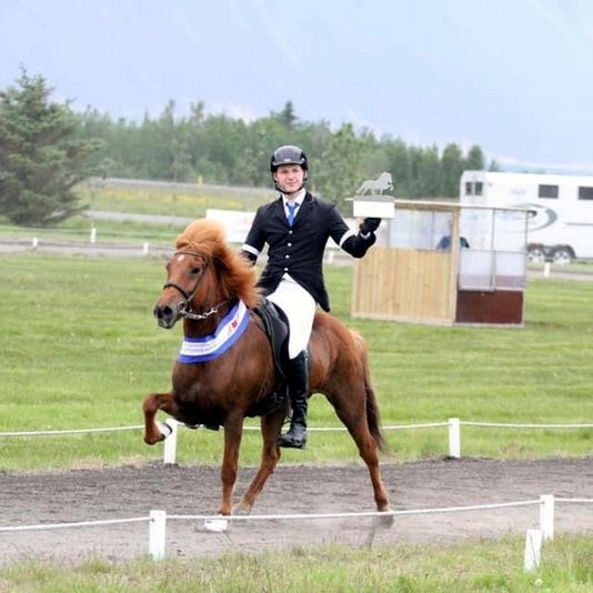 Eldur frá Íbishóli eftir sigur á Fjórðungsmóti. Mynd: Brynja Gná Bergmann.