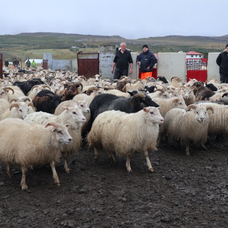 Mynd sem blaðamaður tók í Mælifellsrétt fyrir ári.