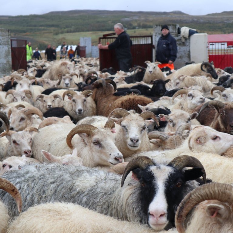 Mælifellsrétt 2023. MYNDGG