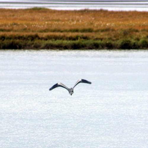 Mynd: Flottur fugl á flugi. Myndir: PF.
