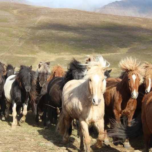 Um 500 hross voru rekin til réttar. Myndir:FE